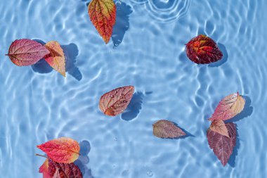 Sonbahar yapraklı su dalgalanması. Kopyalama alanı olan moda arkaplan. 