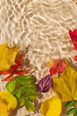 Sonbahar yapraklı su dalgalanması. Kopyalama alanı olan moda arkaplan. 