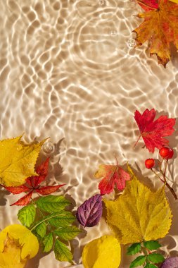 Su yüzeyinde sonbahar yaprakları. Kopya alanı ile güzel su dalgalanması arkaplanı 