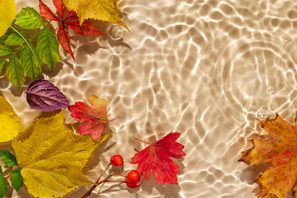 Su yüzeyinde sonbahar yaprakları. Kopya alanı ile güzel su dalgalanması arkaplanı 
