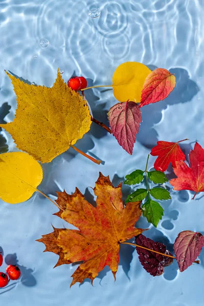 Sonbahar yapraklı su dalgalanması. Kopyalama alanı olan moda arkaplan. 