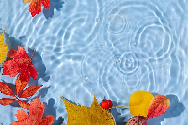 Su yüzeyinde sonbahar yaprakları. Kopya alanı ile güzel su dalgalanması arkaplanı 