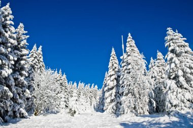 Harz dağlarında bol karlı ve açık mavi gökyüzü olan güzel orman Kırık Almanya