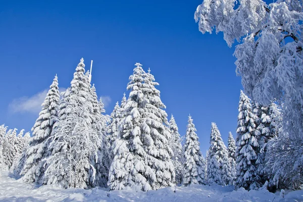 Harz Almanya 'sında mavi gökyüzü ve güneşli güzel beyaz kış manzarası