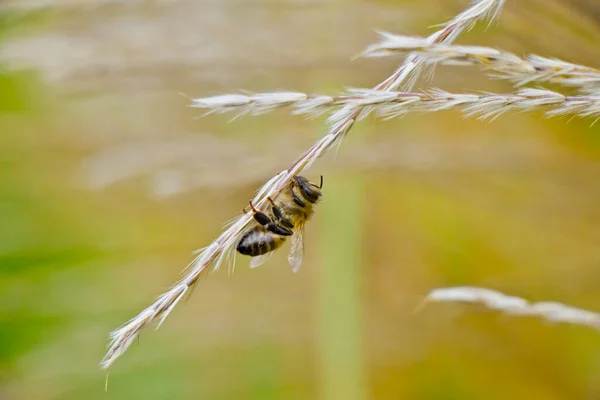 A beautiful european bee sits on a plant in autumn time.