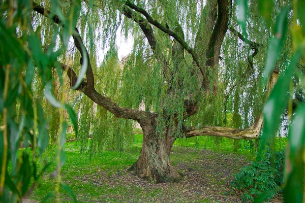 Beautiful big magnificent willow tree with beautiful hanging green leaves in north Germany 