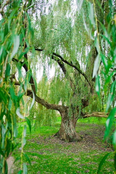 A beautiful big willow tree with green hanging leaves in north germany