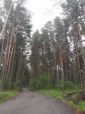 Rusya 'da yağmur üstüne yol. Tomsk..