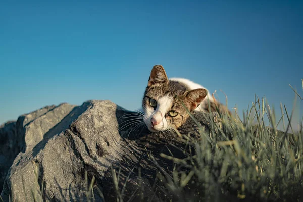 Portrait Chat Regardant Vers Bas Depuis Roche Avec Ciel Bleu — Photo