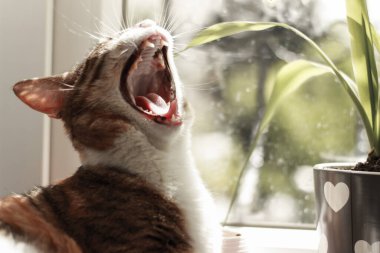 Adult cat yawning in front of the window clipart