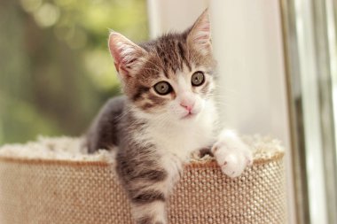 Şirin ve meraklı yavru kedi oynuyor ve etrafa bakıyor.