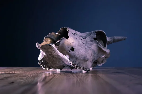 木のテーブルの上の雄牛頭頭蓋骨 — ストック写真