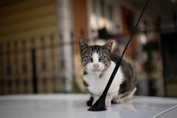 Yaşlı kedi yalan söyler ve izler