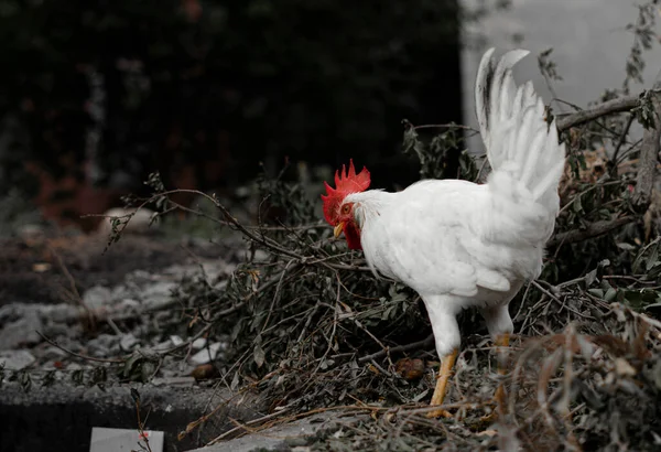 İstanbul 'da kurumuş dallarla yemek yemek için sürünen beyaz tavuk