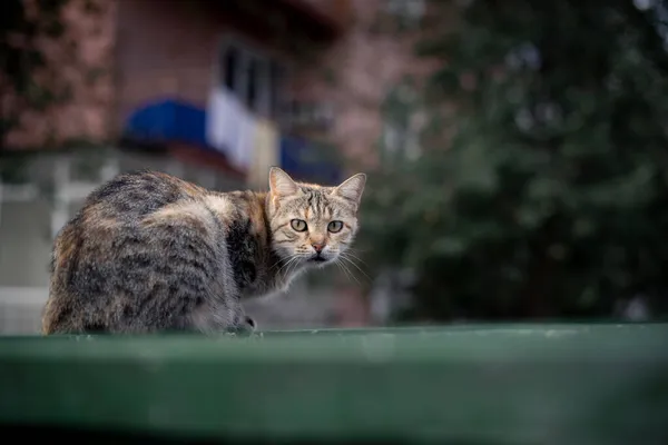 大人猫は緑のゴミ箱に座ってイスタンブールでカメラを見て — ストック写真