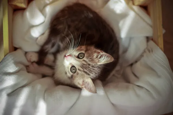Gri Yavru Kedi Kutunun Içinde Yukarı Bakıyor — Stok fotoğraf