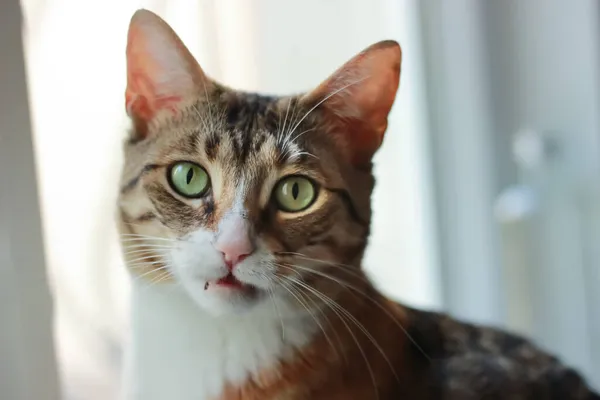 Dişi kedi şaşkın bir ifadeyle yukarı bakar.