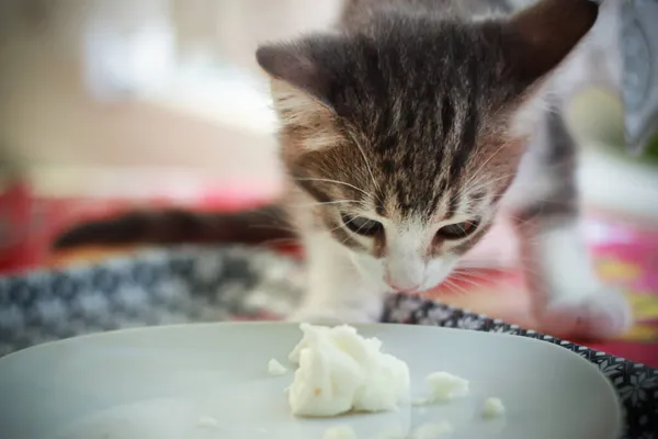 Tatlı bebek kedi tabakta peynir yiyor.