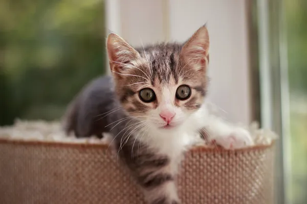 Şirin ve meraklı yavru kedi oynuyor ve etrafa bakıyor.