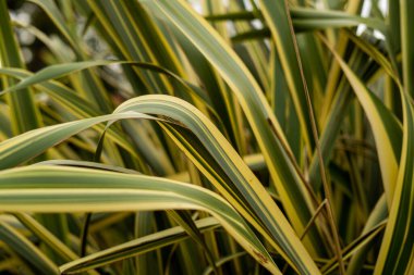 Uzun yeşil yapraklar yakın.