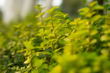 Küçük yeşil yapraklar yakın. 