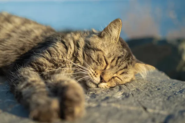 Uzun saçlı kedi kayanın üstünde uyuyor.