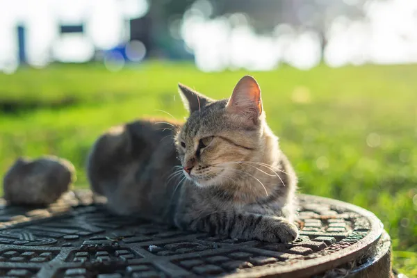 Tekir kedi rögar kapağında oturuyor.