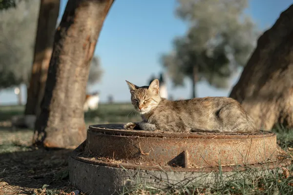 Tabby Chat Assis Sur Trou Homme — Photo