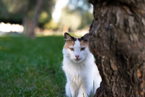 Gato Branco Grama Perto Árvore — Fotografia de Stock