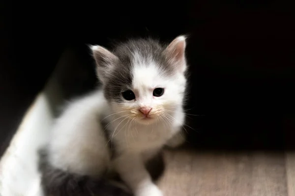 Gray White Baby Kitten Sitting Wall — Stock Photo, Image