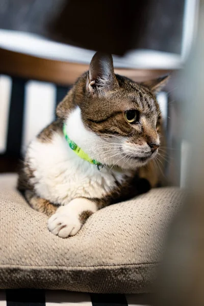 Yeşil tasmalı yetişkin kedi tahta bir sandalyede oturuyor.