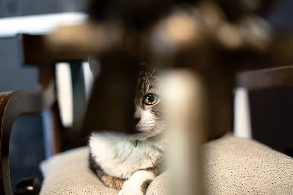 Adult Cat Green Leash Sits Wooden Chair — Stock Photo, Image