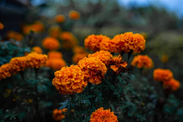 Orangefarbene Blüten Dunkelgrün Belaubten Hintergrund — Stockfoto