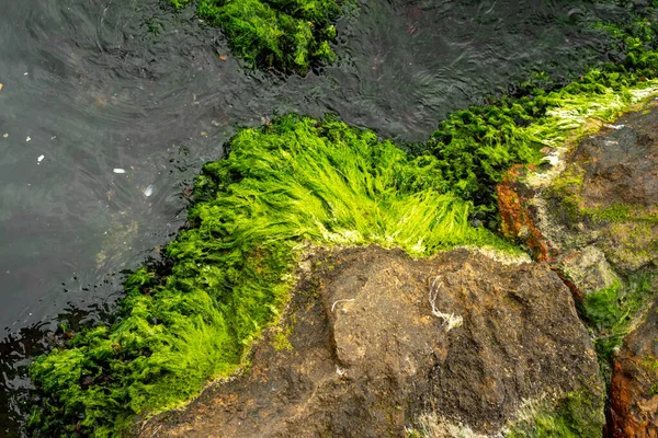 Textura Rocha Musgosa Mar Com Água Verde — Fotografia de Stock