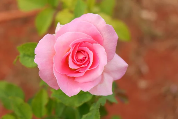 Hermosa Rosa Flor Fondo Naturaleza Amor San Valentín Fondo — Foto de Stock