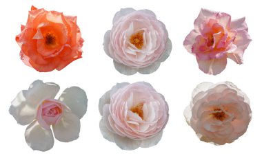 Beyaz arka planda altı gül, aşk, doğa, sevgililer günü, ibadet