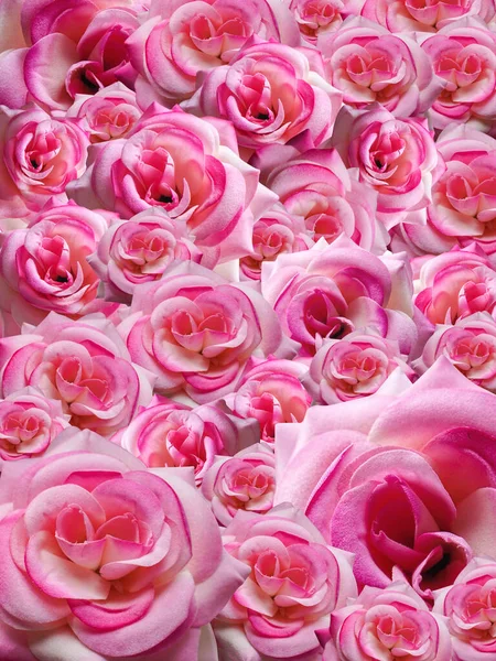 Ροζ Τριαντάφυλλα Διαφόρων Μεγεθών Στοιβάζονται Φόντο Φύση Διακόσμηση Πανό Πρότυπο — Φωτογραφία Αρχείου