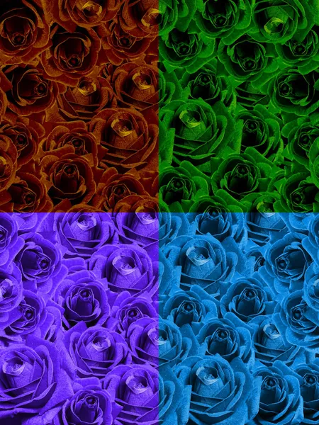 Krásné Růže Květiny Čtyři Barvy Rozděleny Čtvrtletí Fialové Oranžové Zelené — Stock fotografie