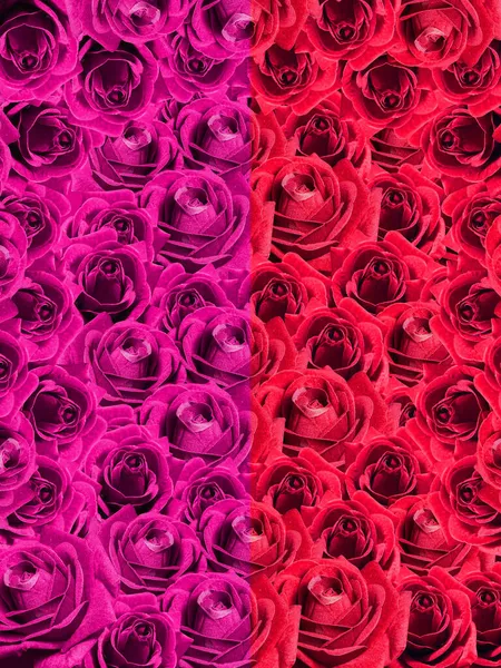 Flores Rosas Duas Cores Dividido Meio Fundo Rosa Vermelho Banner — Fotografia de Stock