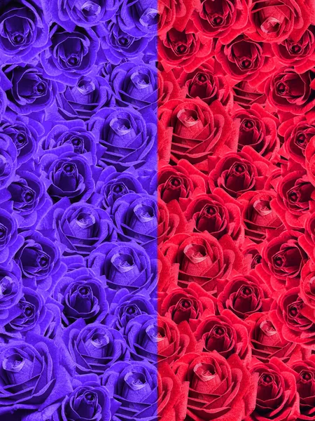 Kwiaty Róż Dwa Kolory Podzielone Pół Fioletowe Czerwone Tło Baner — Zdjęcie stockowe