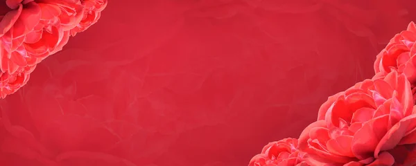 Kırmızı Arkaplanda Güzel Kırmızı Gül Buketi Doğa Şablon Bayrak Kopyalama — Stok fotoğraf