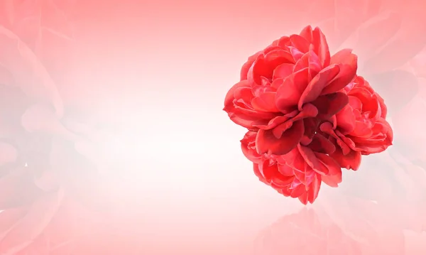 Güzel Kırmızı Gül Çiçeği Kırmızı Beyaz Arkaplanda Doğa Şablon Bayrak — Stok fotoğraf