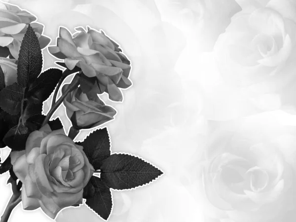 Vackra Rosor Och Blommor Naturen Bakgrund — Stockfoto