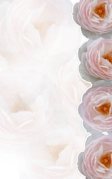 Piękne Róże Kwiaty Tle Natury — Zdjęcie stockowe