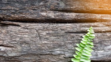 Ahşap arka planda yeşil yaprak bitkisi, boşluğu kopyala