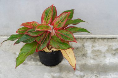 Üst manzara Çin Evergreen ağacı çimento zemin zemininde siyah plastik kap, duvar çimento arka plan, kopyalama alanı