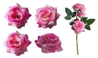 dört pembe gül çiçeği ve pembe gül çiçeği beyaz arka planda, doğa, aşk, sevgililer günü, Buda