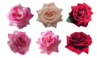 Beyaz arkaplanda üç renk gül çiçeği, doğa, nesne, vintage