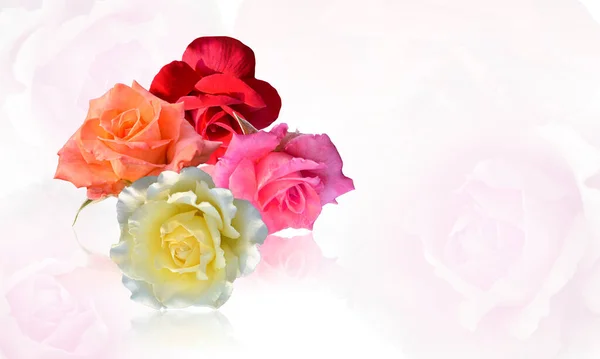 Pembe Gül Çiçeğinde Dört Gül Rengi Beyaz Pembe Arkaplan Doğa — Stok fotoğraf