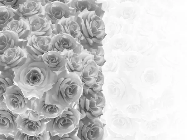Szivárvány Rózsák Halmozott Jobb Oldalon Elmosódott Rózsák Halmozott Háttér Természet — Stock Fotó